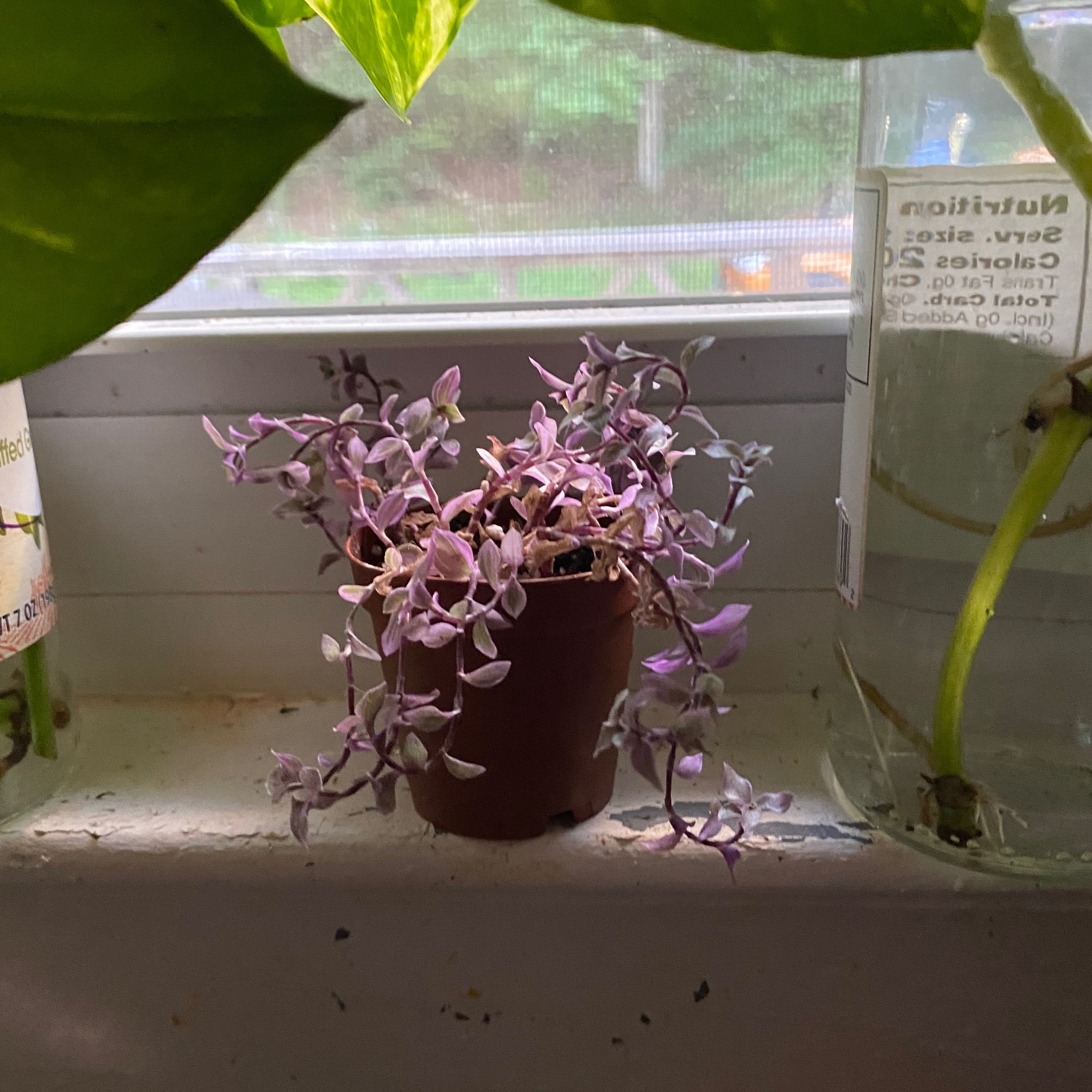 Pink Panther Tradescantia plant on a windowsill with pink and purple leaves.