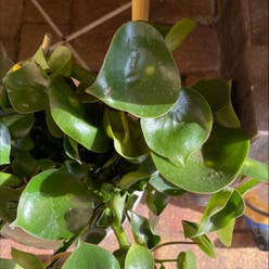 Eichhornia crassipes plant