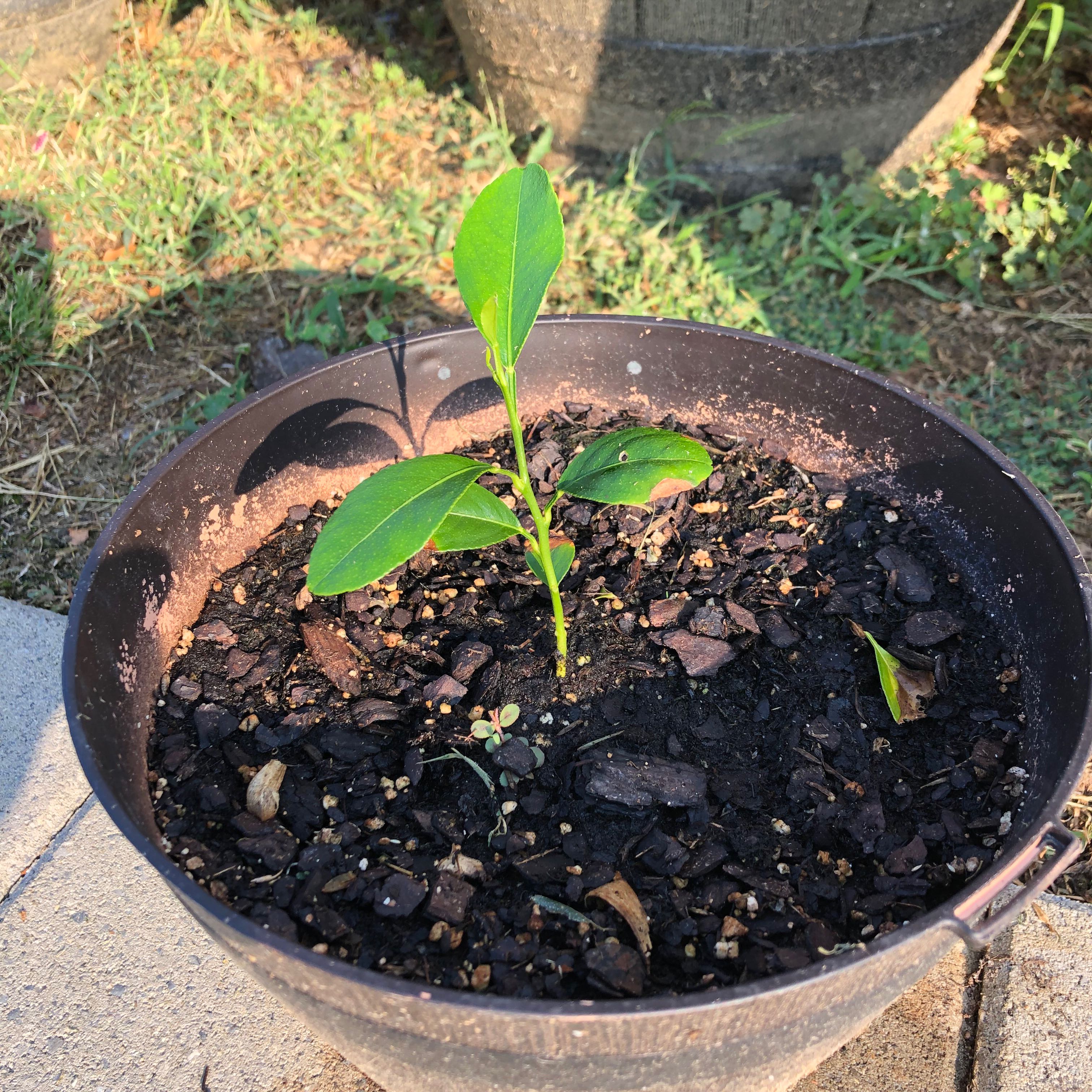 Young Cherry Laurel plant in a pot with visible soil and healthy green leaves.