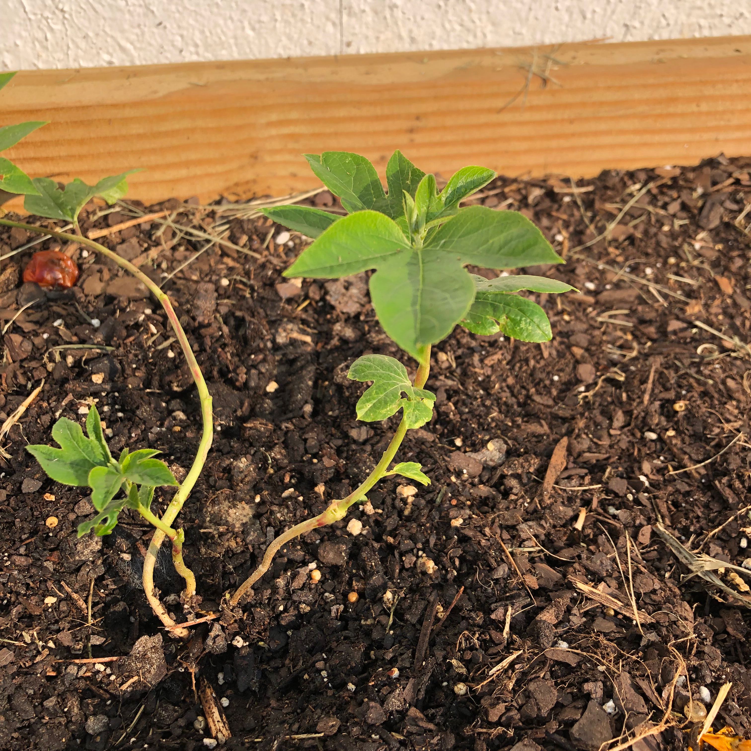 Young Passion Fruit plant growing in soil with green leaves and a wooden border.