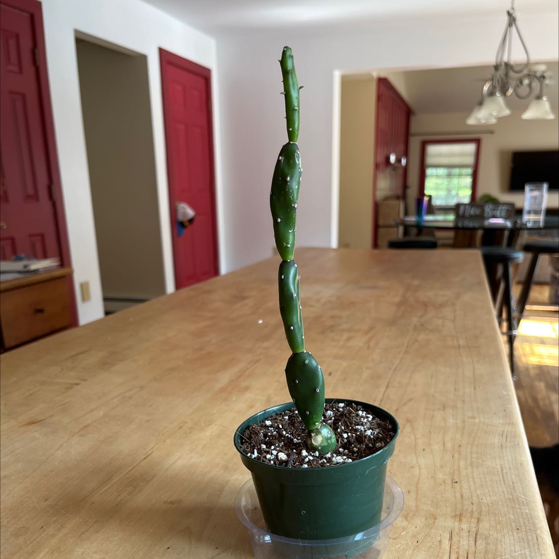 Photo of the plant species Angel wing's cactus by @Its.just.laa named July on Greg, the plant care app