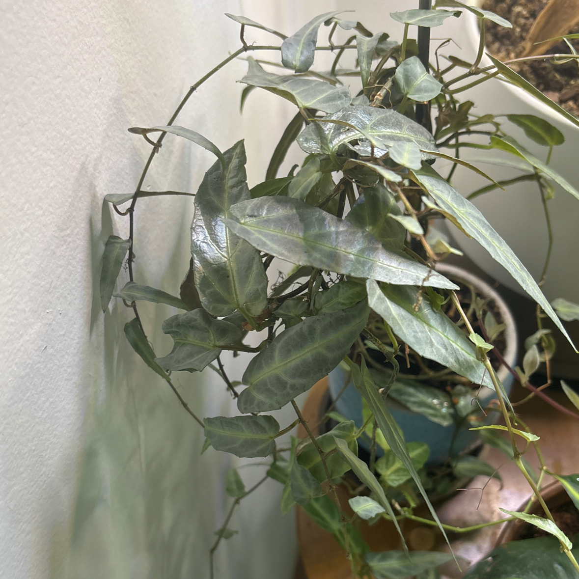 Photo of the plant species Jungle Vine by @SoulmateGrass named Nithin on Greg, the plant care app
