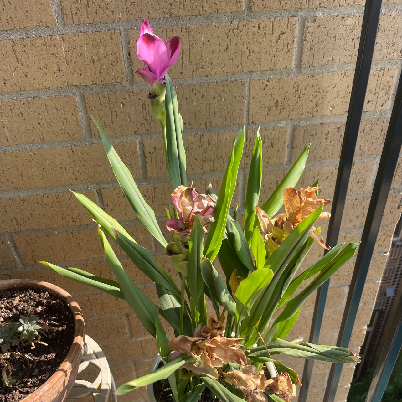 Siam tulip plant with a pink flower, green leaves, and some browning leaves in a pot against a brick wall.