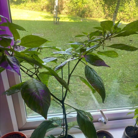 Photo of the plant species Carolina Reaper by Quickraspfern named Your plant on Greg, the plant care app
