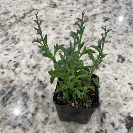 Photo of the plant species European Searocket by Jocularfanmoss named Dolphin on Greg, the plant care app