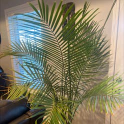 Canary Island Date Palm plant