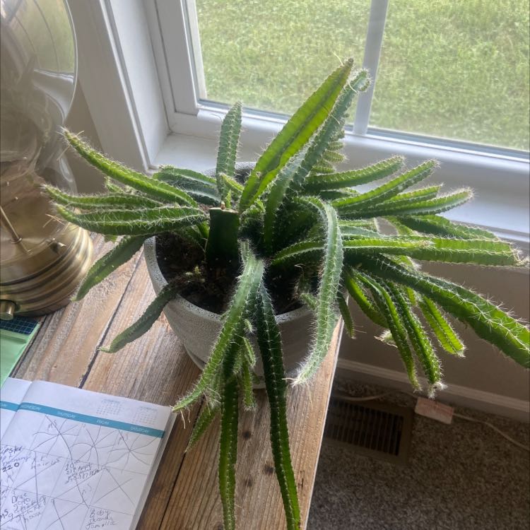 Photo of the plant species Queen of the Night by @SavoryTomato named Dawg on Greg, the plant care app