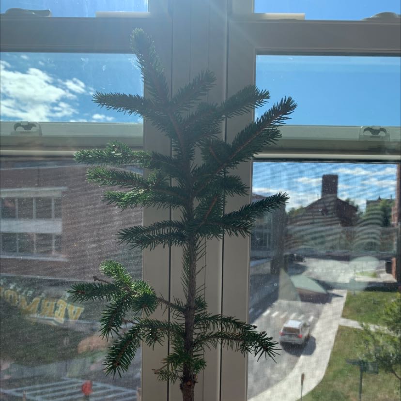 Blue Spruce plant in front of a window with natural light.