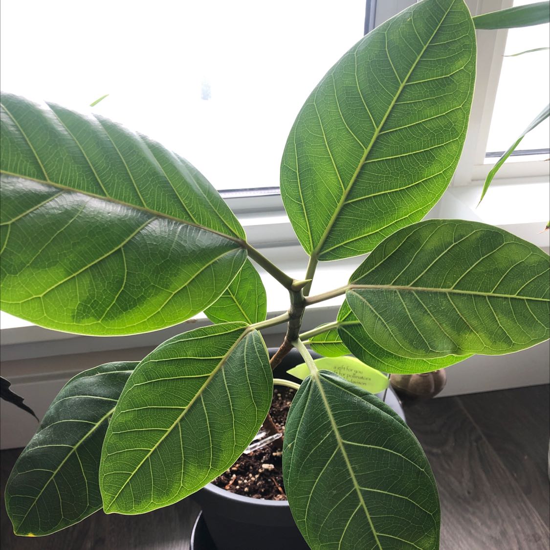 Healthy Florida Strangler Fig plant with vibrant green leaves in a pot.