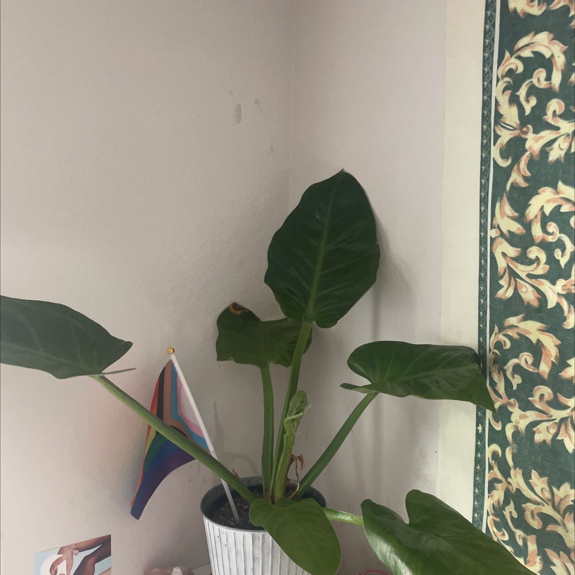 Photo of the plant species Philodendron renauxii by @FastCatmint named big boy on Greg, the plant care app