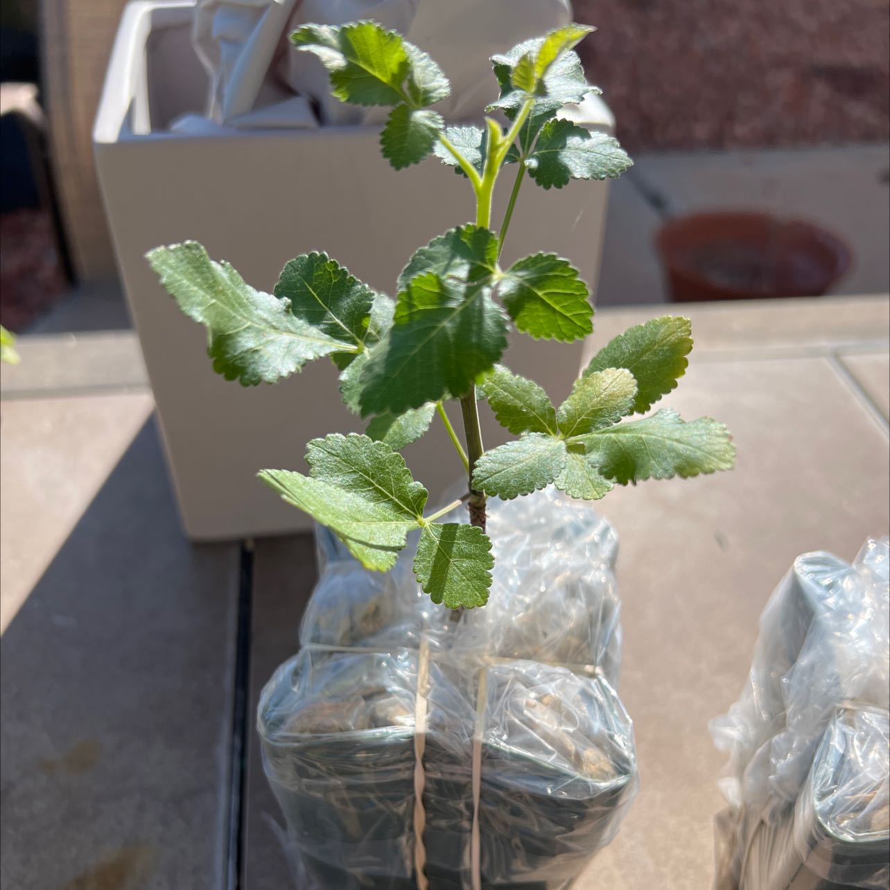 Photo of the plant species Bursera Hindsiana by @YesCorndaisy named Bursera something on Greg, the plant care app