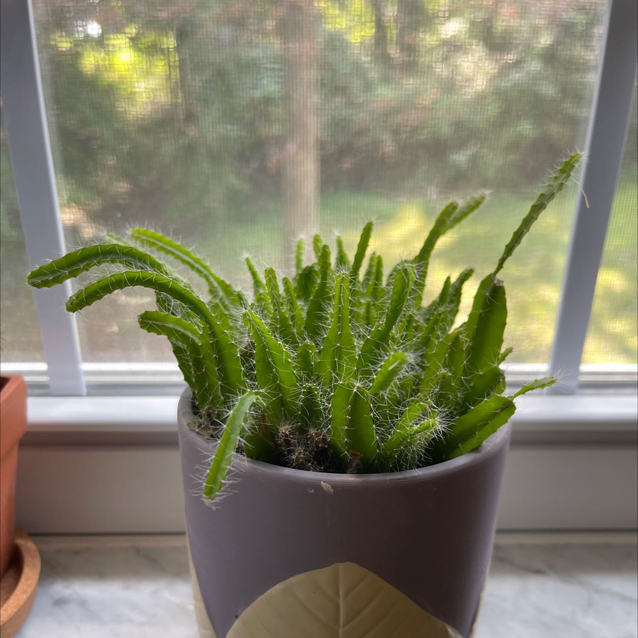Lady-Finger Hedgehog Cactus in a pot on a windowsill with a view of greenery outside.