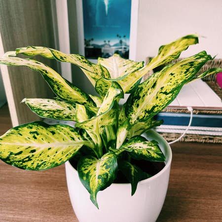 Photo of the plant species Dieffenbachia 'Star Bright' by Urfavtreehugger named Holly ❄️ on Greg, the plant care app