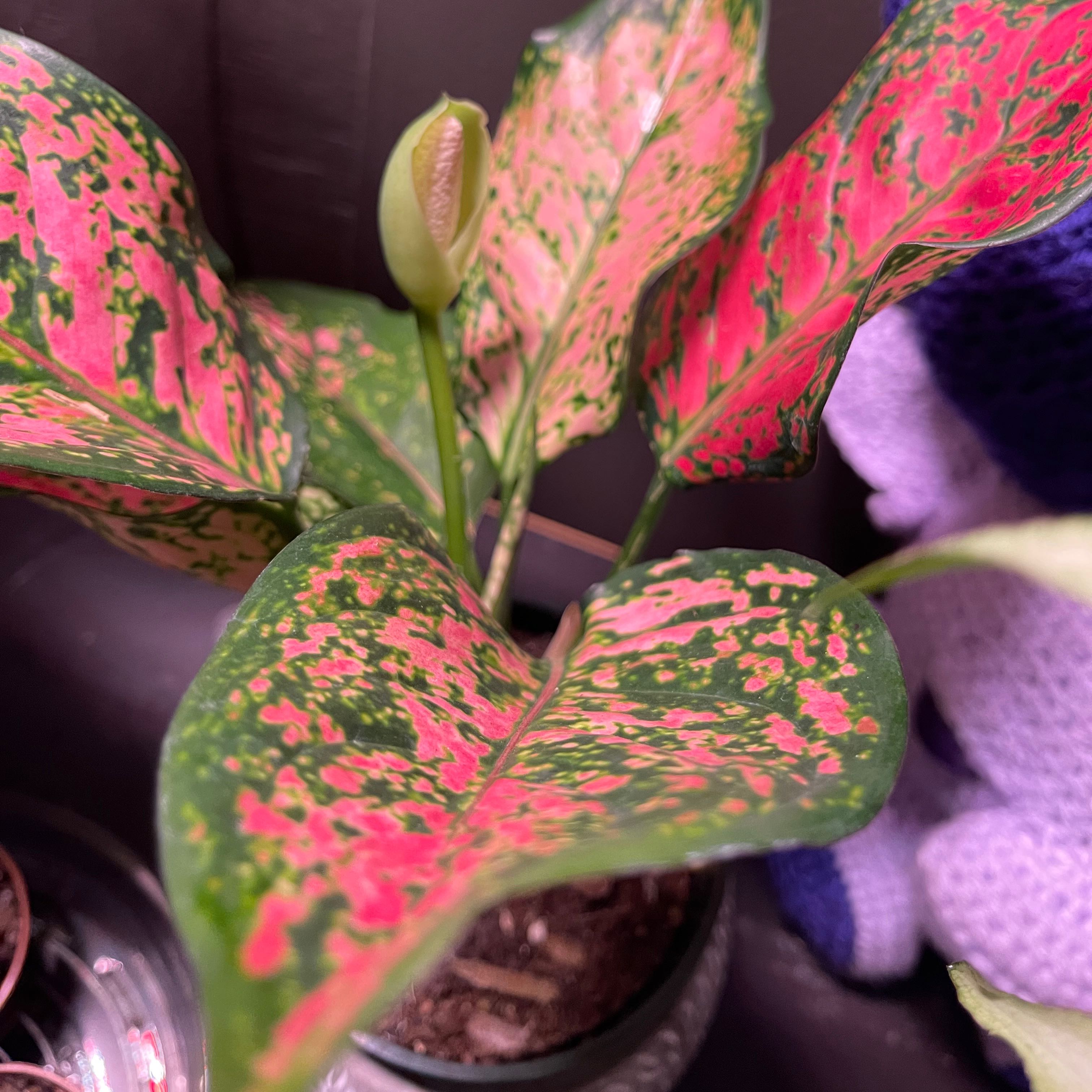 Pink Dalmatian Aglaonema plant with vibrant pink and green variegated leaves.