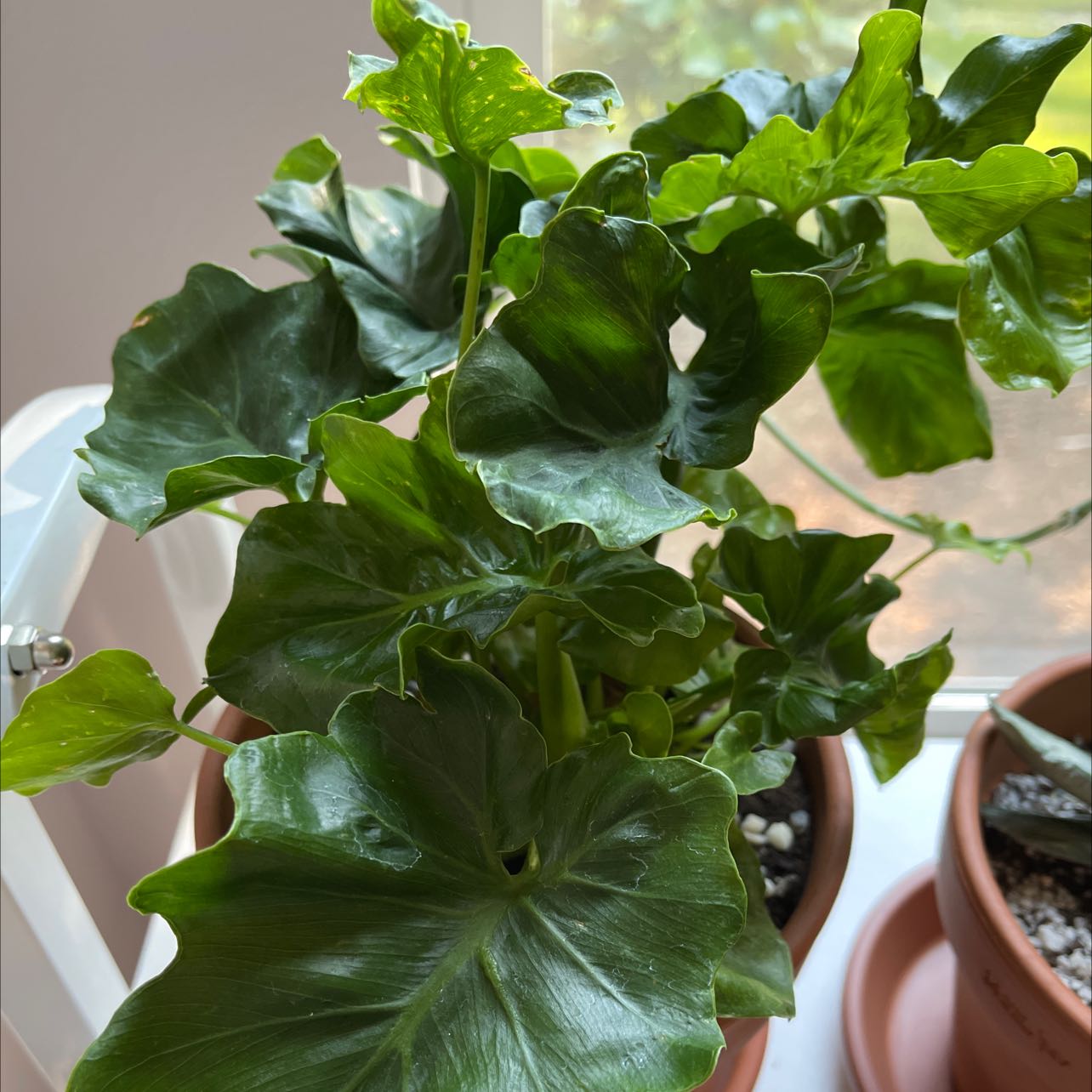 Philodendron 'Super Atom' plant with lush, green leaves in a pot.