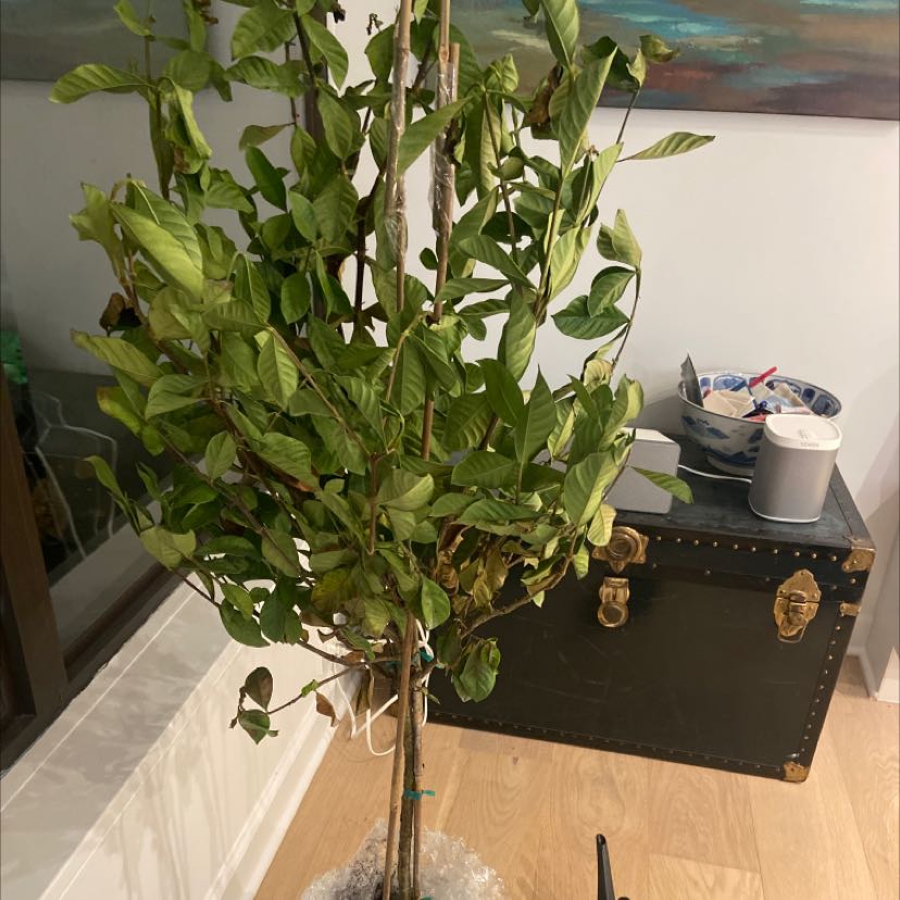 Photo of the plant species Gardenia augusta Magnifica by @TidySoursop named Leaf Erickson on Greg, the plant care app