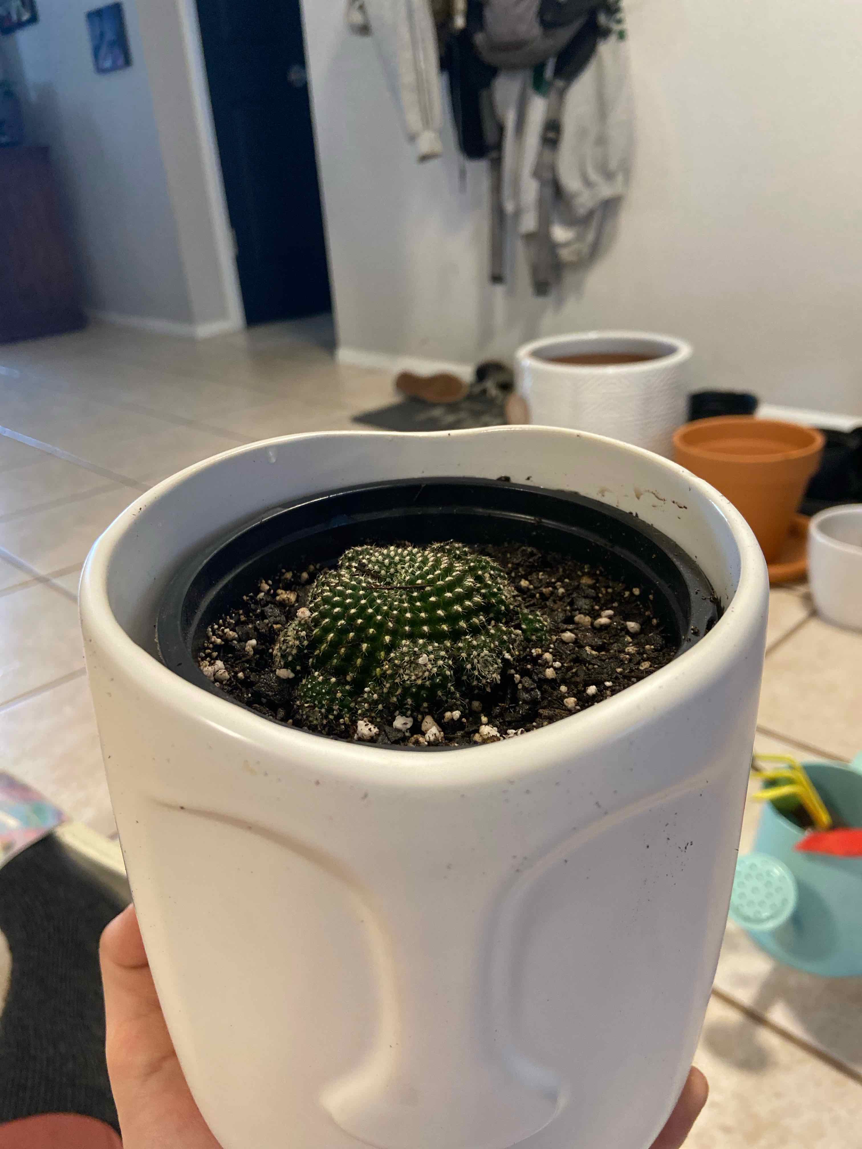 Missouri Foxtail Cactus in a white pot with visible soil, appears healthy.