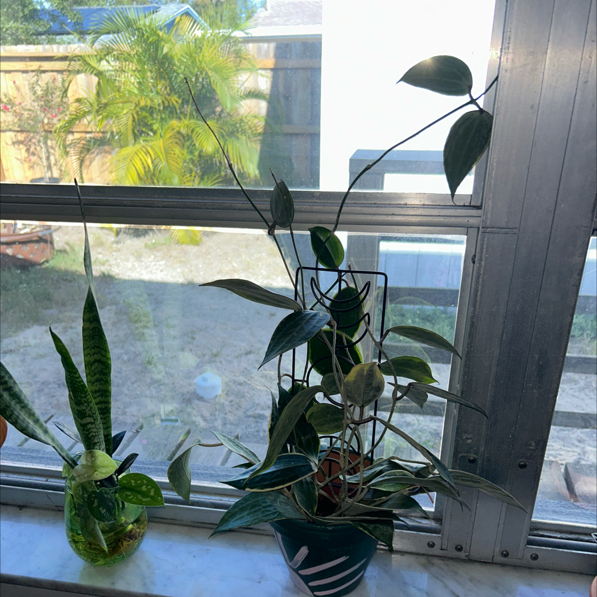 Hoya macrophylla plant on a windowsill with healthy green variegated leaves.