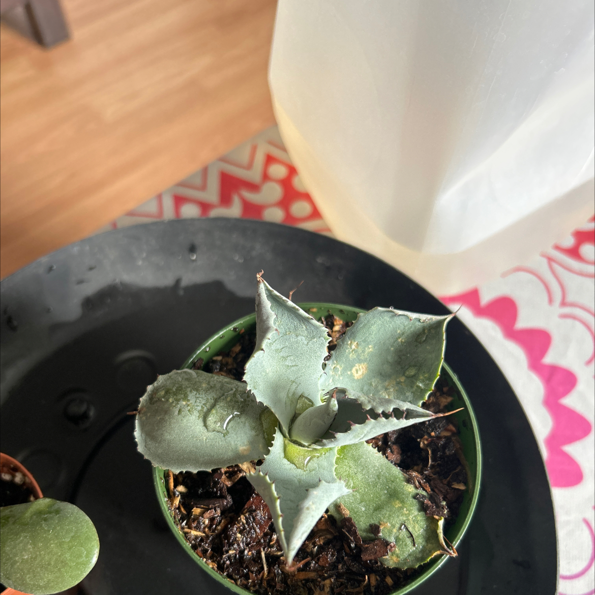 Butterfly Agave plant in a pot with visible soil and some leaf damage.