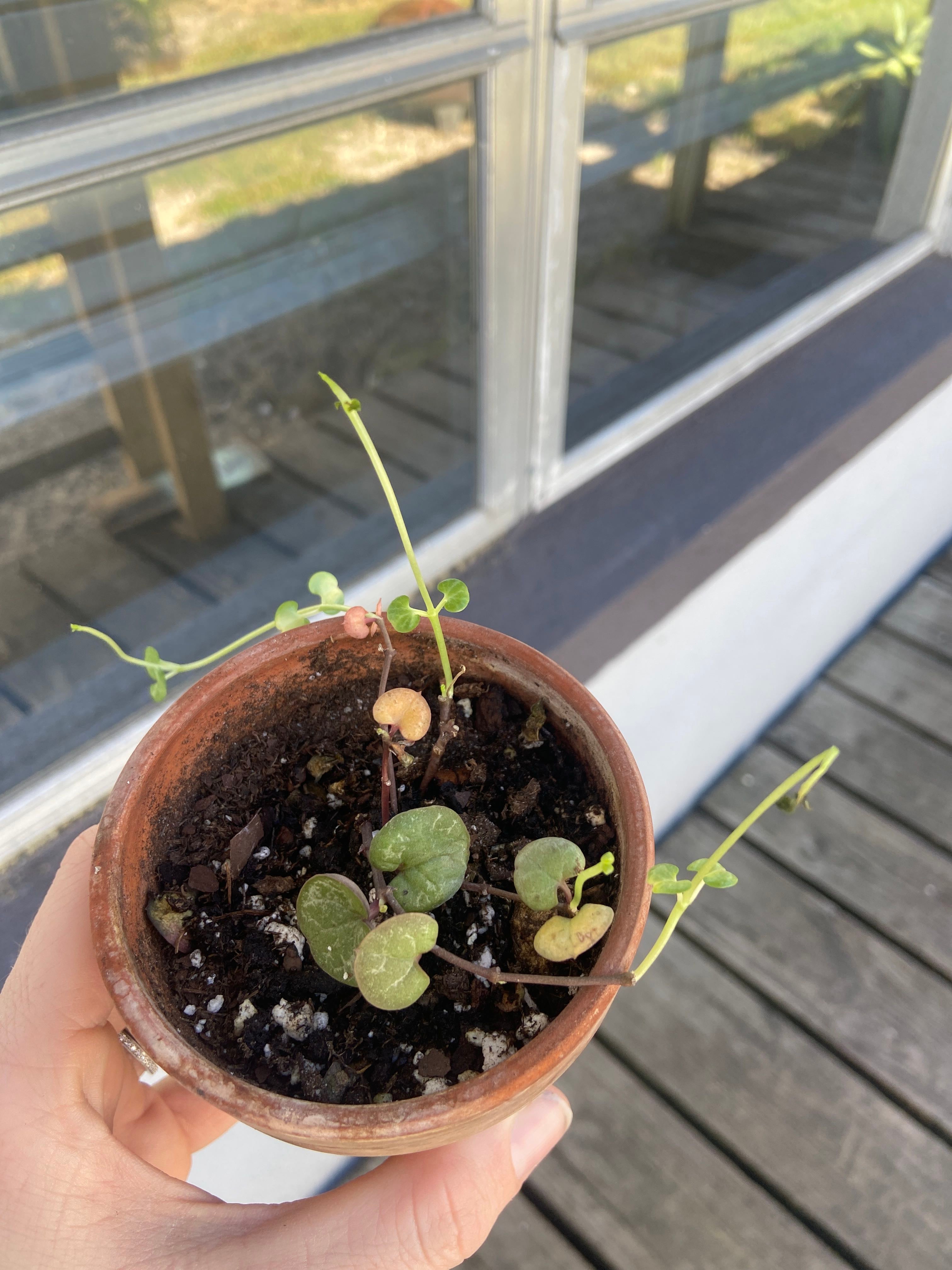 variegated string of hearts Care 101 Water, Light & Growing Tips