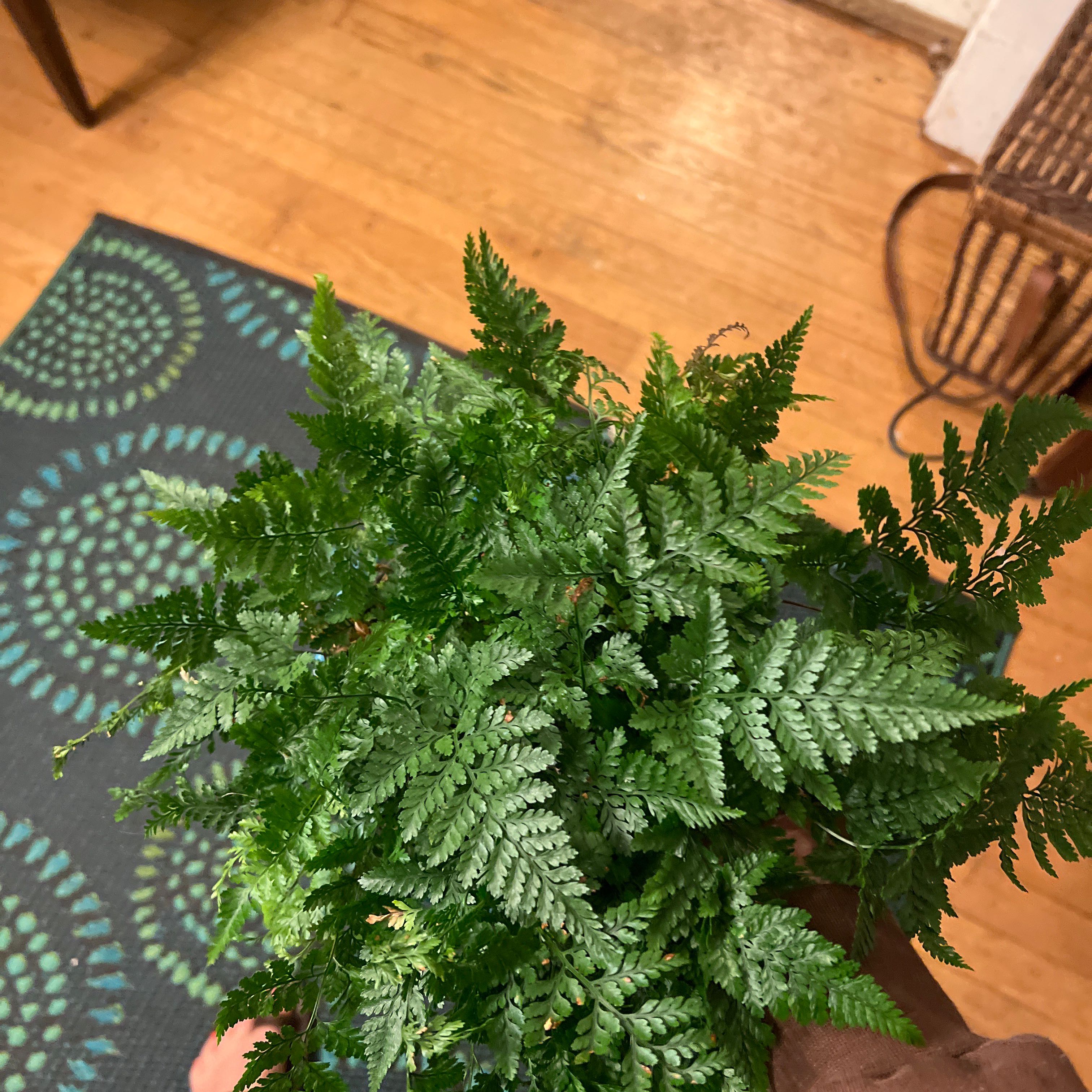 Photo of the plant species Parapolystichum microsorum by @ClearInchworm named Your plant on Greg, the plant care app