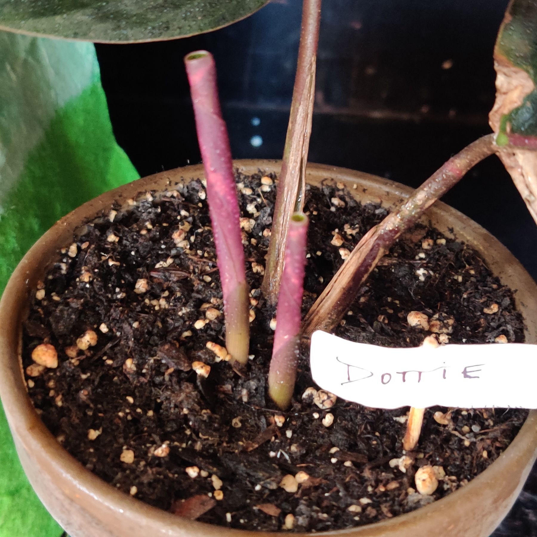 Potted Prayer Plant Dottie with visible stems and soil.