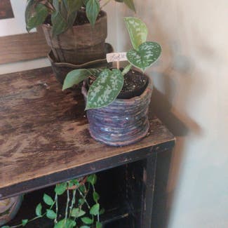 Hoya pubicalyx 'Splash' plant in Wentzville, Missouri