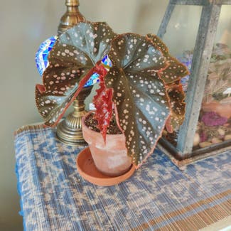 Polka Dot Begonia plant in Wentzville, Missouri