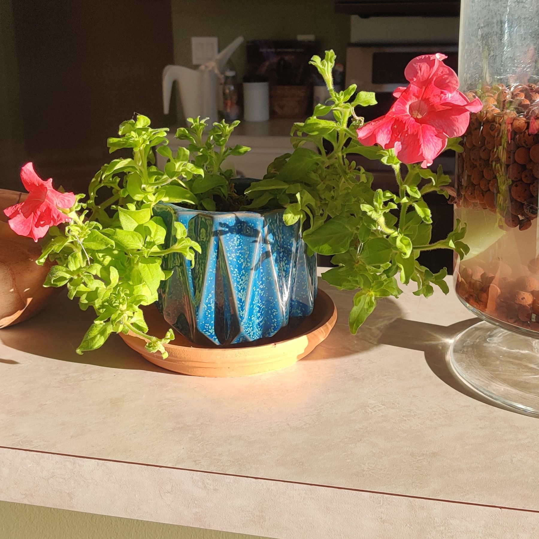 Photo of the plant species Tritunia Red Star Petunia by @Moondrop named Isla on Greg, the plant care app