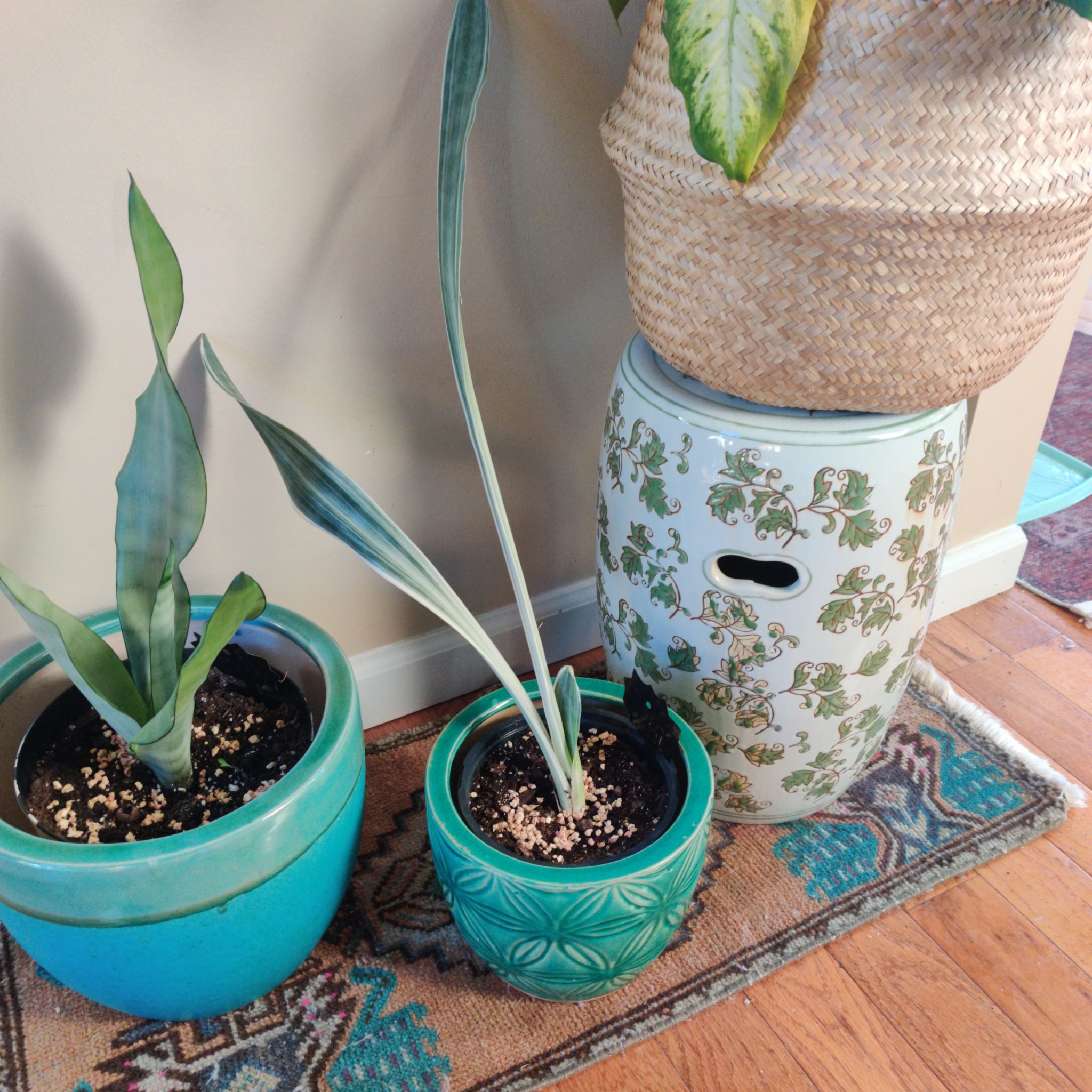 Photo of the plant species Sansevieria 'Silver Easy' by @Moondrop named Siam on Greg, the plant care app