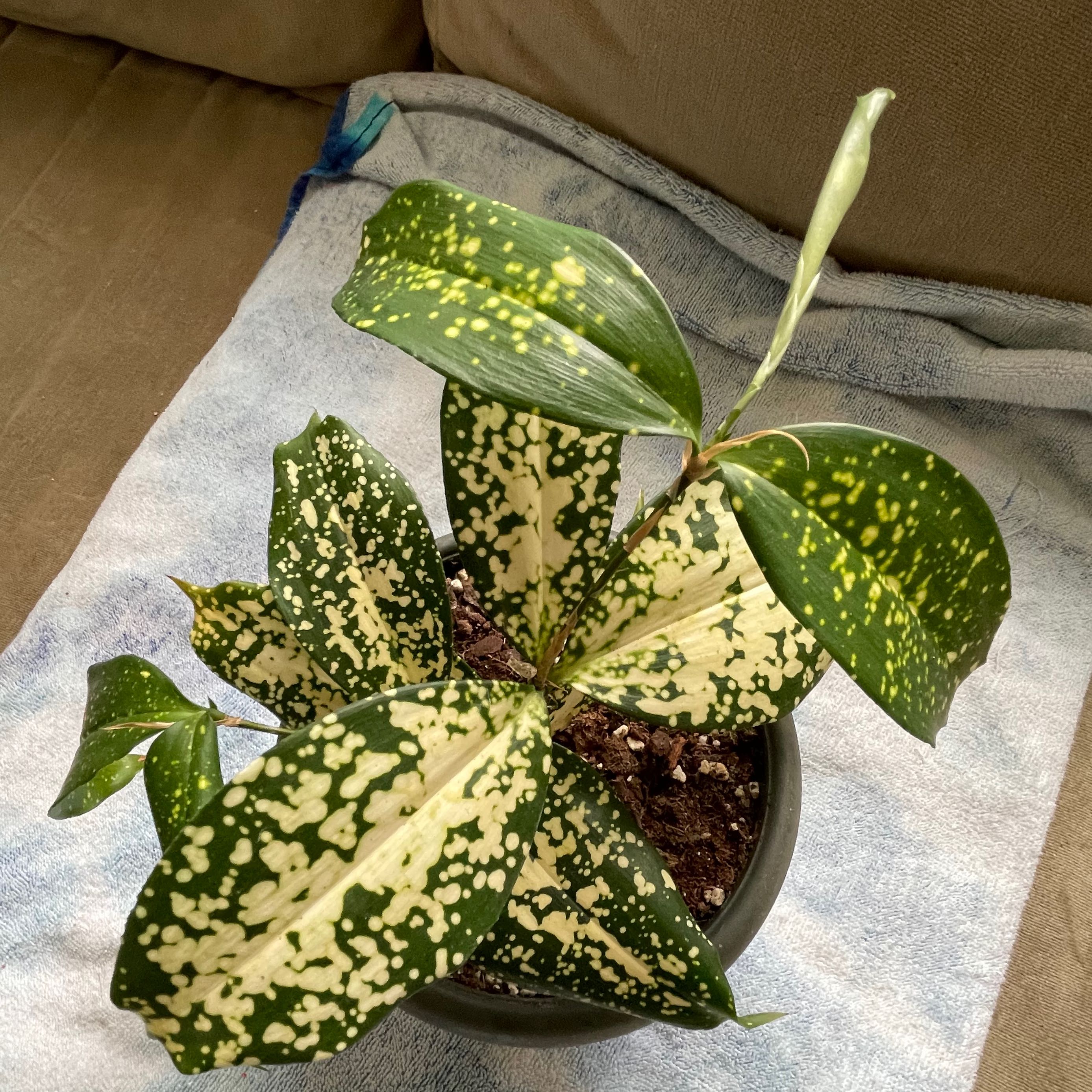 Dracaena 'Florida Beauty' plant with variegated leaves in a pot with visible soil.