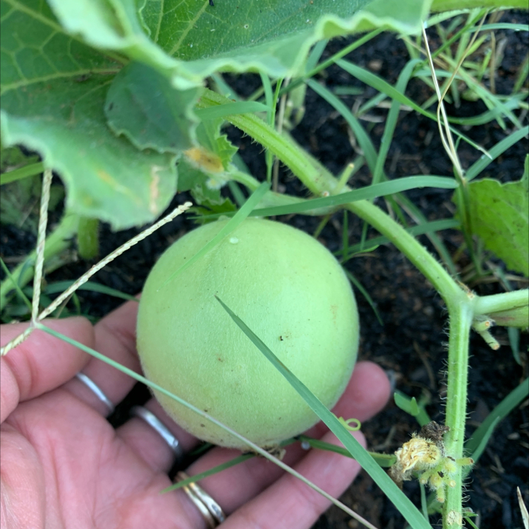 A healthy melon plant with a small green melon fruit being held by a hand.
