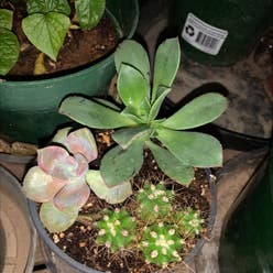 Haworth's Aeonium plant
