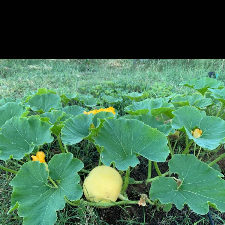 Pumpkin plant with large green leaves and a visible pumpkin fruit.