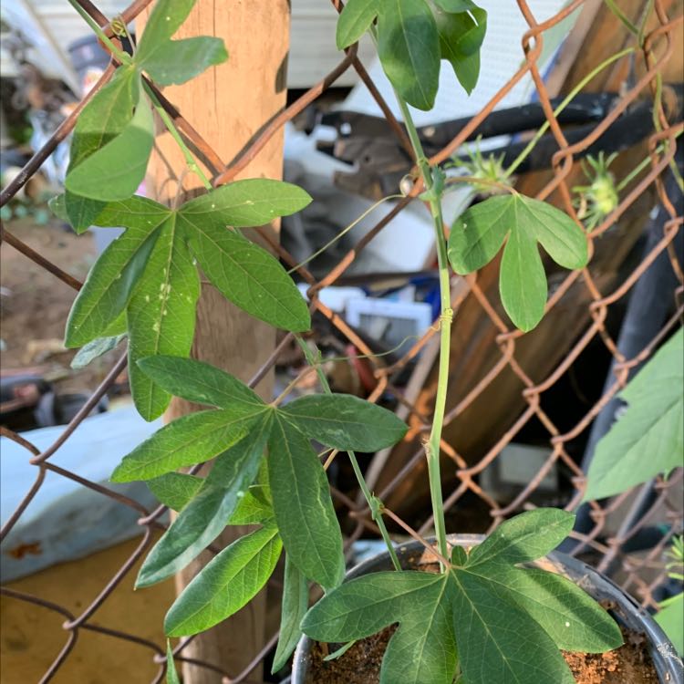 Bluecrown Passionflower plant in a pot, supported by a fence, with healthy green leaves.
