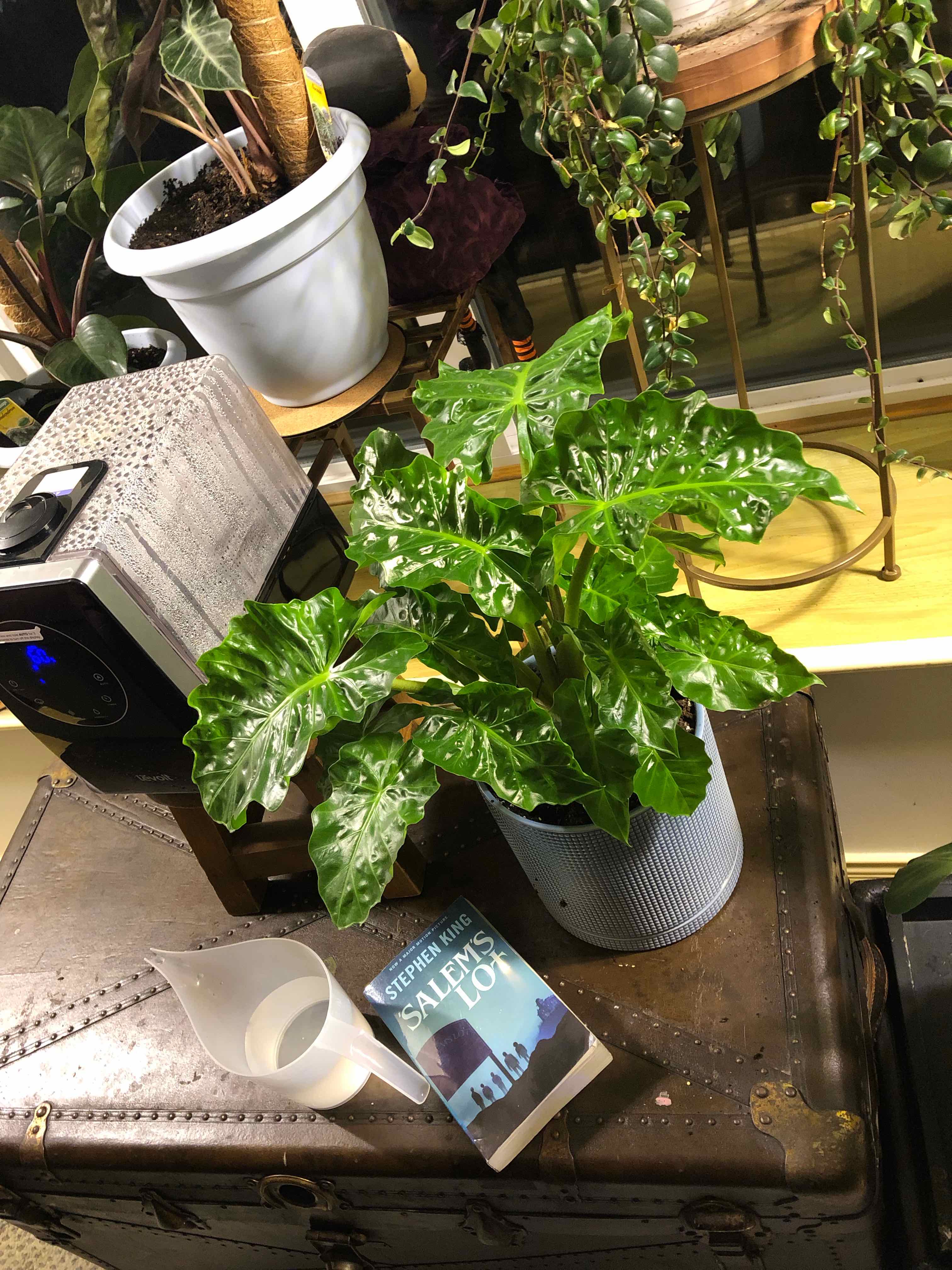 Alocasia 'Low Rider' plant in a pot on a table, surrounded by other plants.