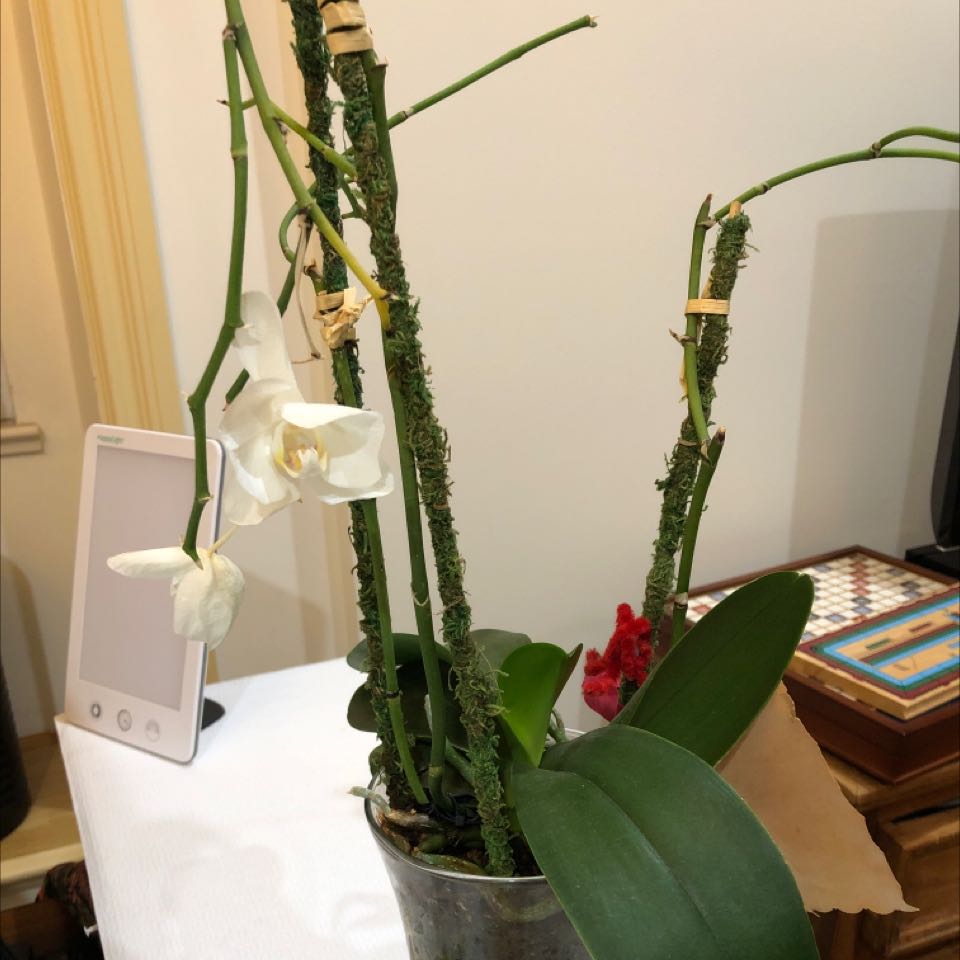 Photo of the plant species Small White Orchid by @DollPigfern named Oscar on Greg, the plant care app