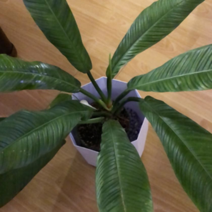 Photo of the plant species Linnaei Kunth by @DollPigfern named Gaga on Greg, the plant care app