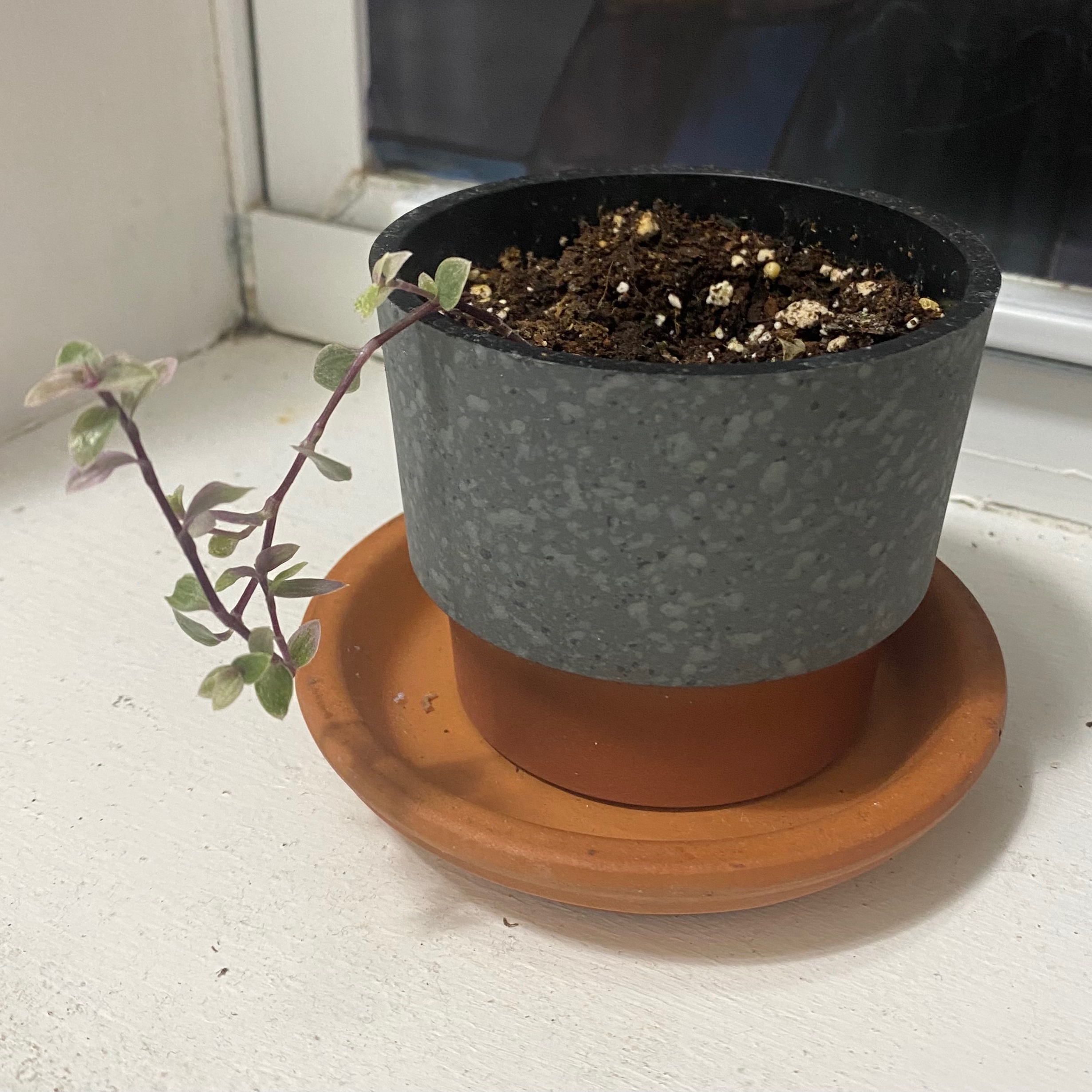 Potted Pink Panther Tradescantia with variegated leaves extending from a single stem.