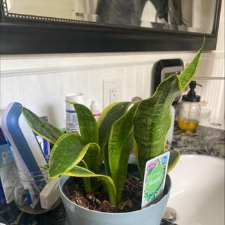 Snake Plant plant in Winter Haven, Florida