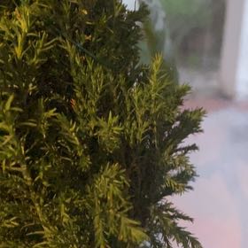 Plant care for False Christmas Cactus on Greg, the plant care app