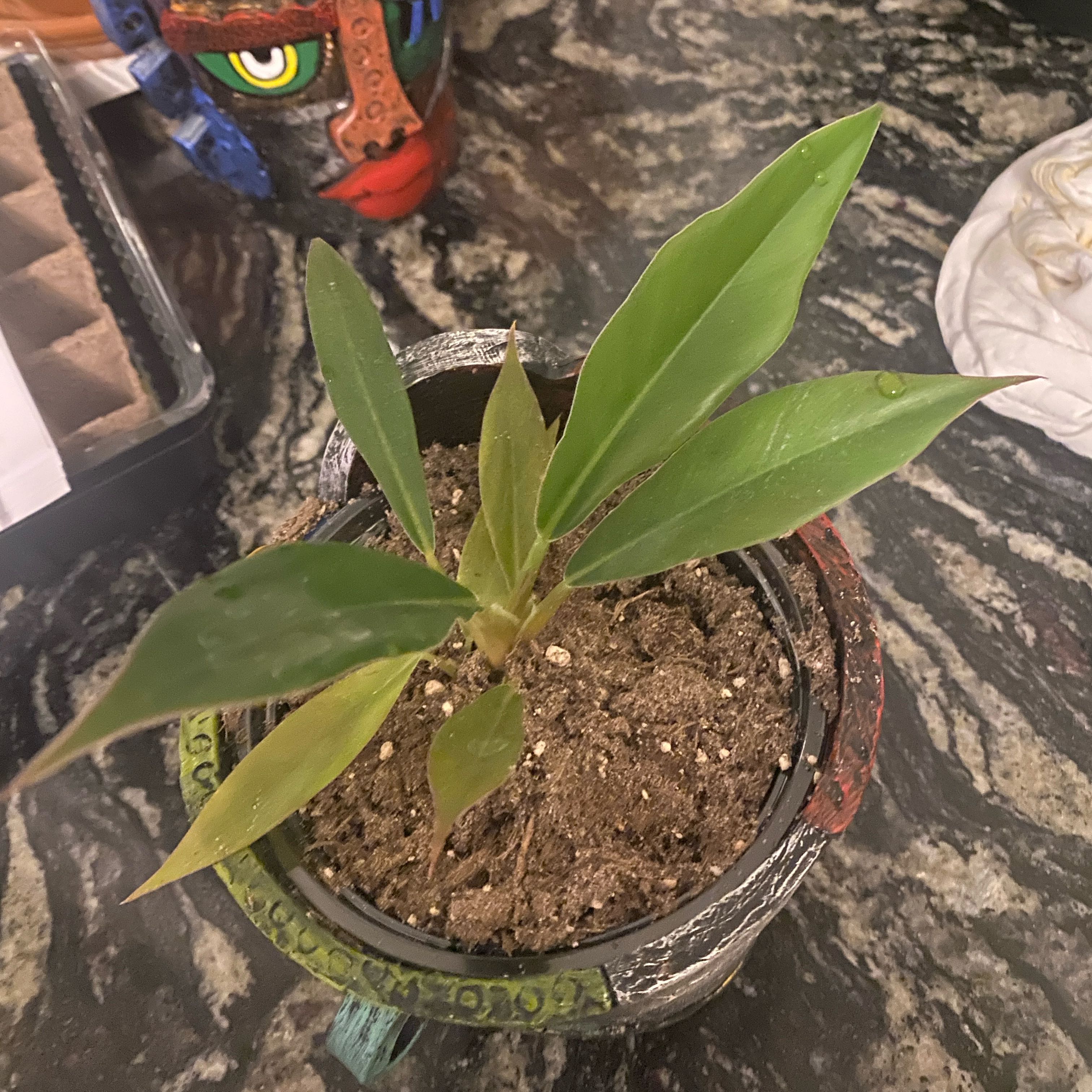 Photo of the plant species Philodendron 'Mercy' by @ZingSaguaro named Pluto on Greg, the plant care app