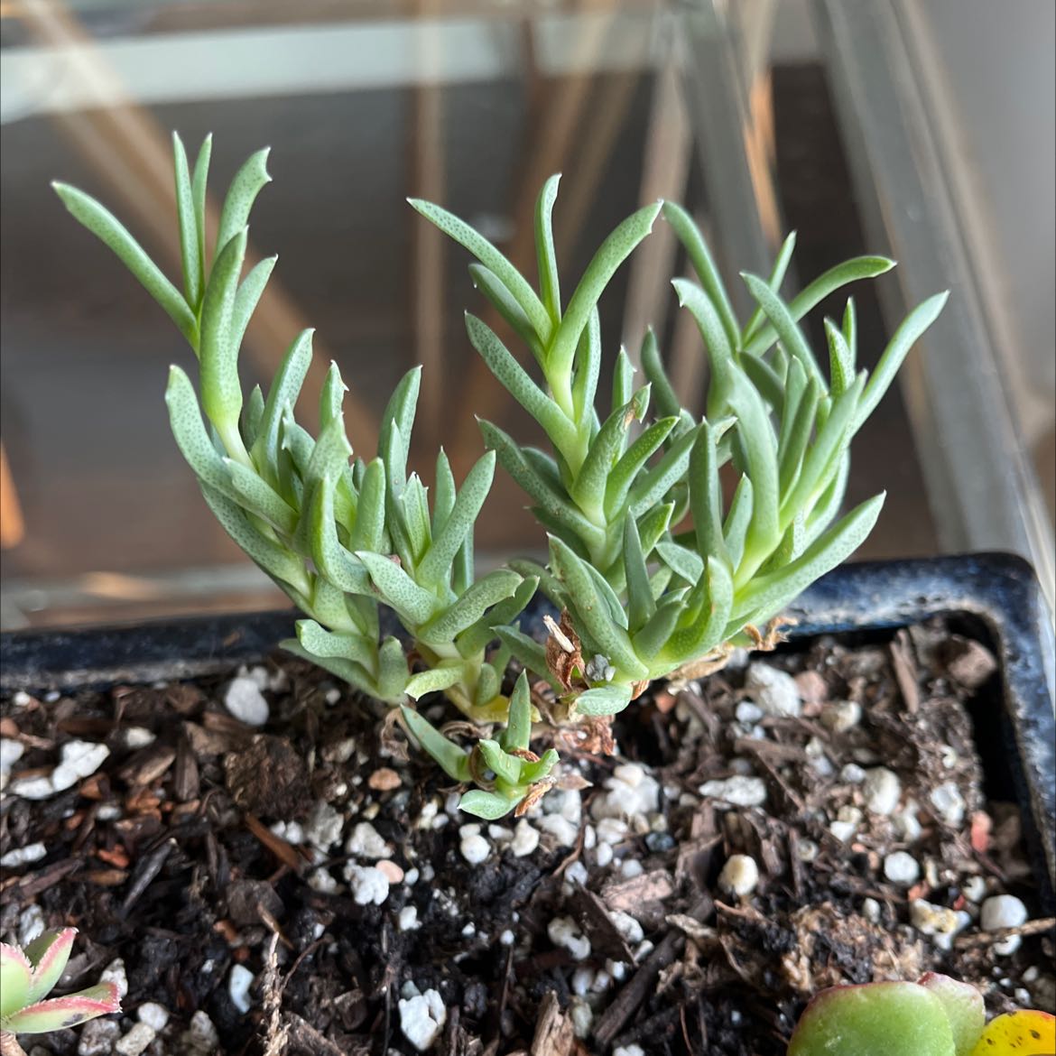 Photo of the plant species Ruschia pulvinaris by @HeadBoneset named Your plant on Greg, the plant care app