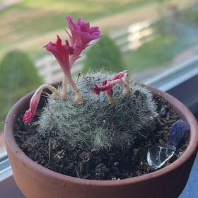 Photo of the plant species Rebutia minuscula by @mxles.wes named Nithin on Greg, the plant care app