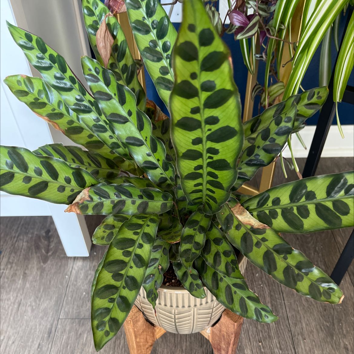 Photo of the plant species Rattlesnake Plant by @DirectGarlic named Rattlesnake on Greg, the plant care app