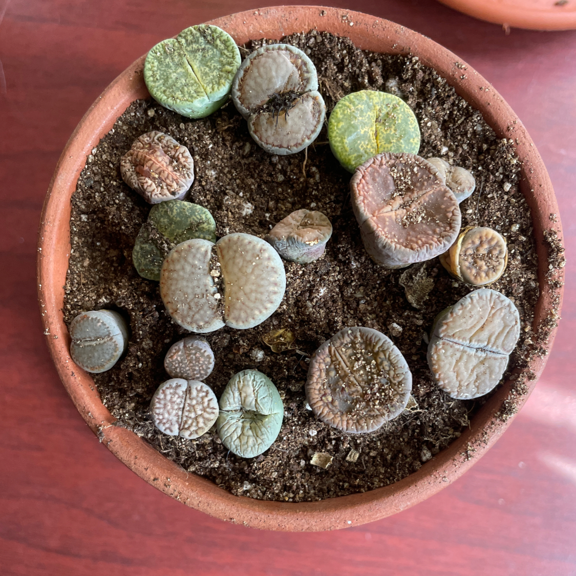 Photo of the plant species Assorted Lithops by @neeeeeena named Pebbles on Greg, the plant care app