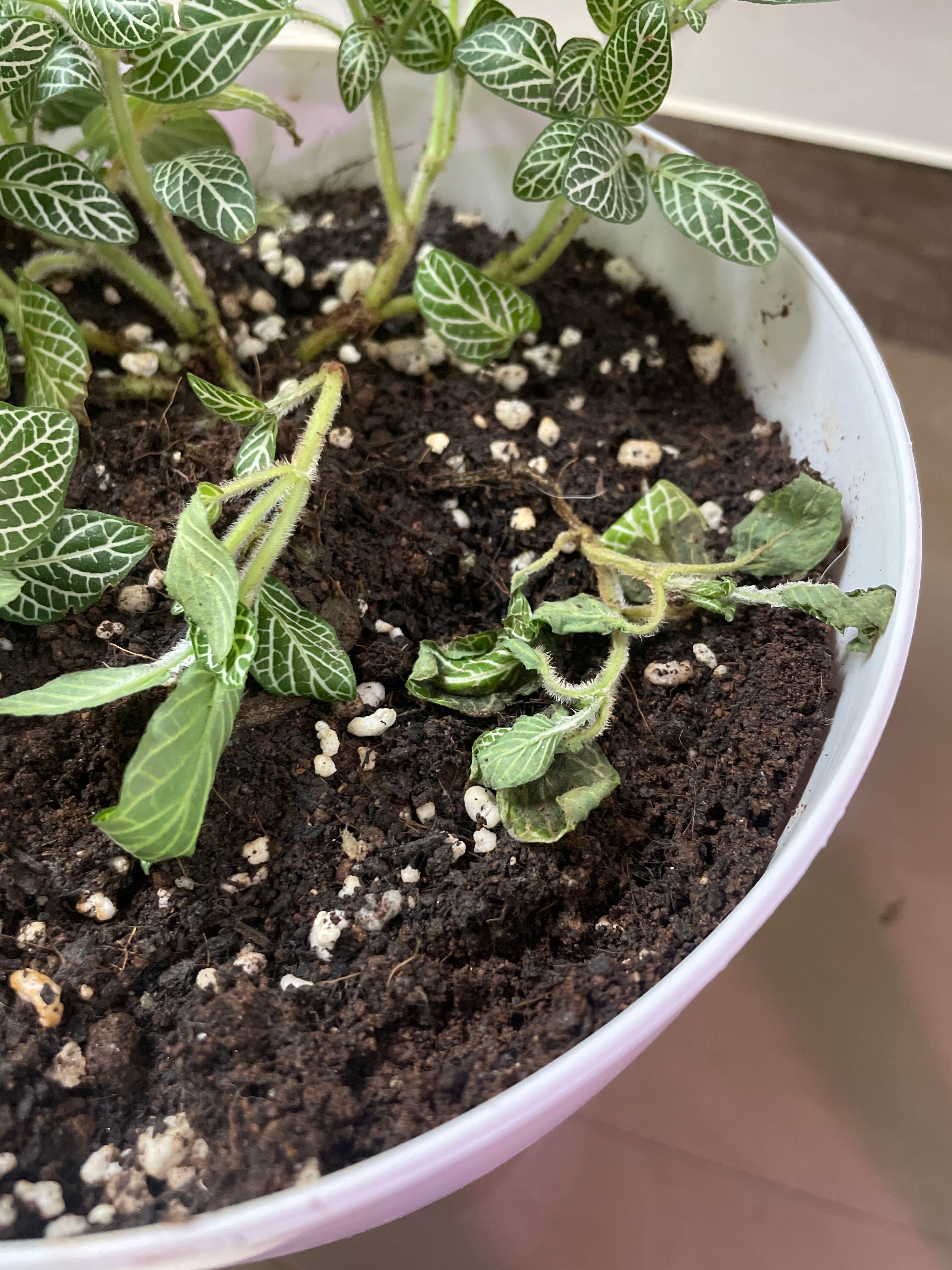 nerve plant wilting & dying