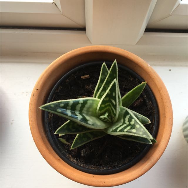 Photo of the plant species Aloe 'Partridge Breast' by @CertainSedum named Terry on Greg, the plant care app