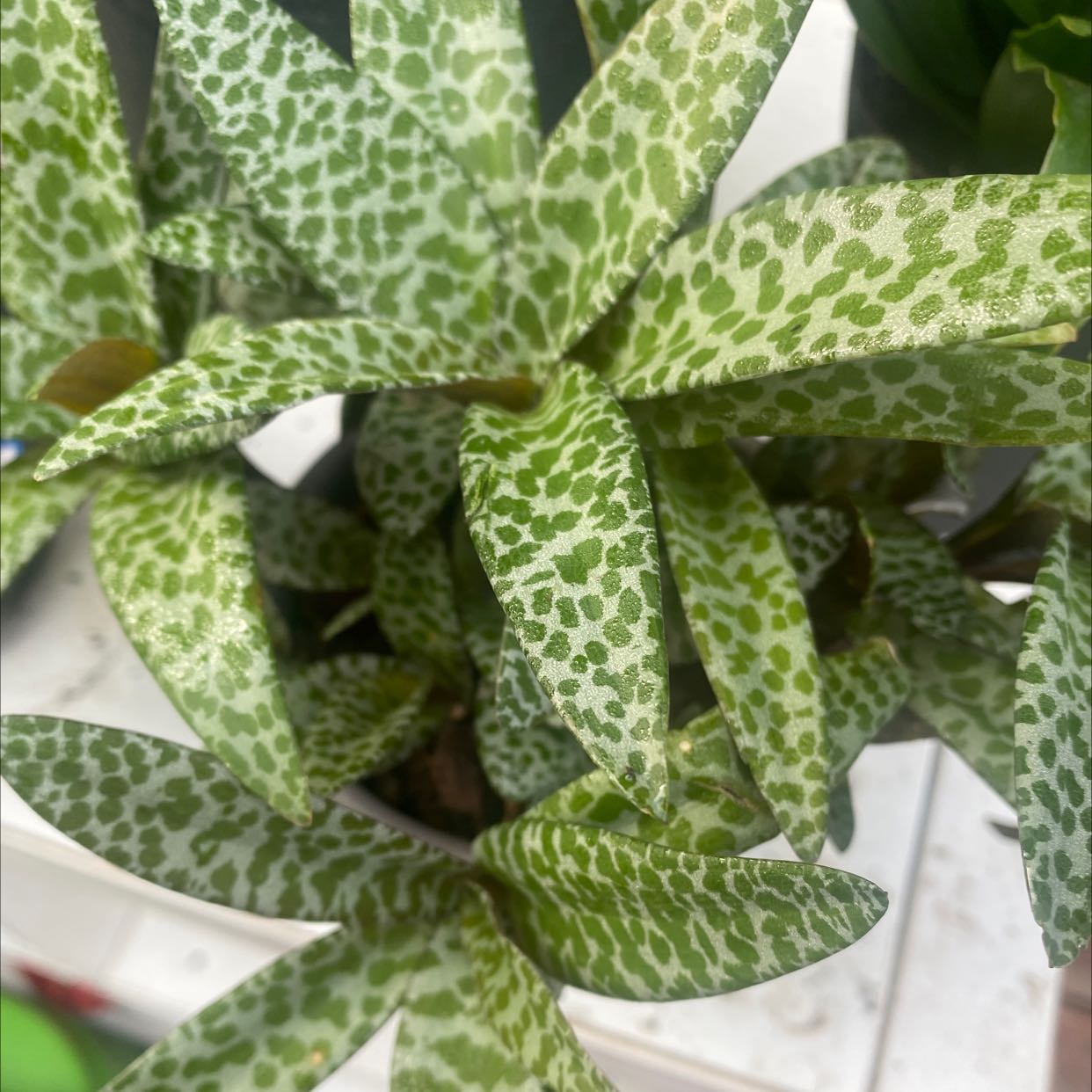 Photo of the plant species Silver Squill by @MajesticFuchsia named Your plant on Greg, the plant care app