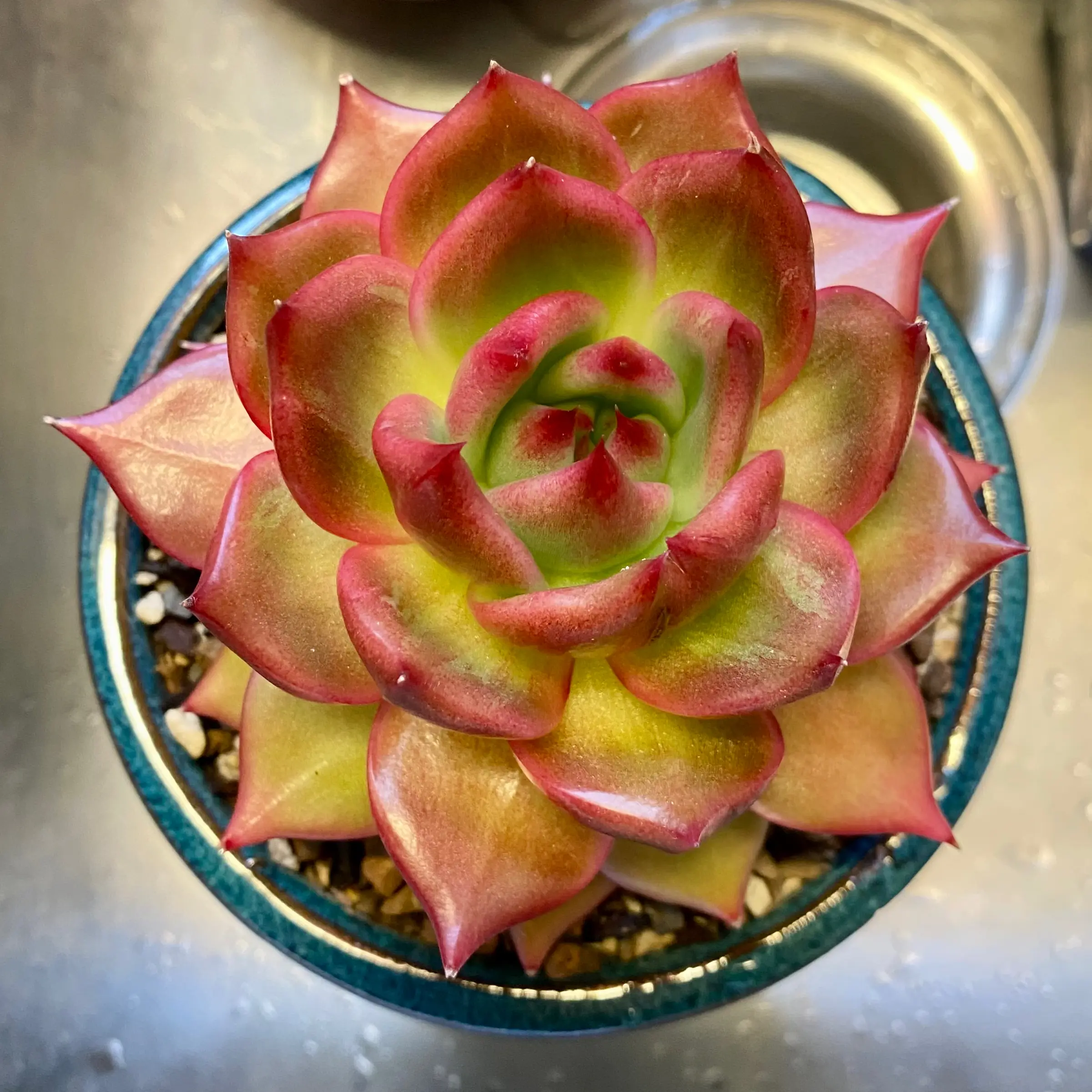 Photo of the plant species Frank Reninelt Echeveria by @PurpleSucculent named MS 30 - Frank on Greg, the plant care app